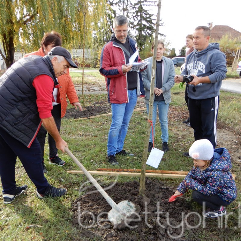 Közösségi faültetés Berettyóújfaluban 12